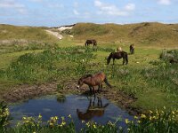 NL, Noord-Holland, Texel, Bollekamer 45, Saxifraga-Foto Fitis-Sytske Dijksen