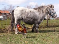 NL, Noord-Holland, Texel, Den Hoorn 19, Saxifraga-Foto Fitis-Sytske Dijksen