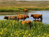 NL, Noord-Holland, Texel, Grote Vlak 12, Saxifraga-Foto Fitis-Sytske Dijksen