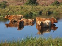 NL, Noord-Holland, Texel, Pompevlak 5, Saxifraga-Foto Fitis-Sytske Dijksen