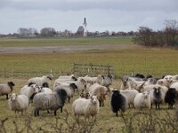 NL, Noord-Holland, Texel, Rommelpot 14, Saxifraga-Foto Fitis-Sytske Dijksen