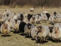 NL, Noord-Holland, Texel, Rommelpot 16, Saxifraga-Foto Fitis-Sytske Dijksen