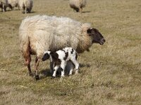 NL, Noord-Holland, Texel, Rommelpot 18, Saxifraga-Foto Fitis-Sytske Dijksen
