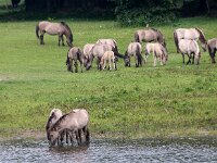 NL, Utrecht, Rhenen, Blauwe Kamer 43, Saxifraga-Foto Fitis-Sytske Dijksen