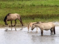 NL, Utrecht, Rhenen, Blauwe Kamer 44, Saxifraga-Foto Fitis-Sytske Dijksen