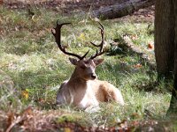 NL, Zuid-Holland, Noordwijk, Amsterdamse Waterleidingduinen 4, Saxifraga-Foto Fitis-Sytske Dijksen