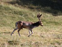 NL, Zuid-Holland, Noordwijk, Amsterdamse Waterleidingduinen 5, Saxifraga-Foto Fitis-Sytske Dijksen