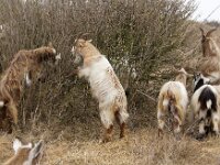 NL, Zuid-Holland, Westland, 's-Gravenzande 7, Saxifraga-Foto Fitis-Sytske Dijksen
