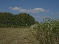 NL, Noord-Brabant, Hilvarenbeek, Den Opslag 3, Saxifraga-Jan van der Straaten