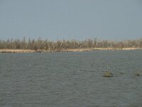 NL, Flevoland, Lelystad, Oostvaardersplassen 14, Saxifraga-Willem van Kruijsbergen