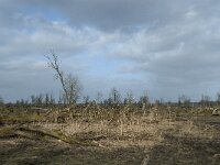 NL, Flevoland, Lelystad, Oostvaardersplassen 41, Saxifraga-Willem van Kruijsbergen