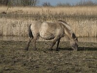 NL, Flevoland, Lelystad, Oostvaardersplassen 75, Saxifraga-Willem van Kruijsbergen