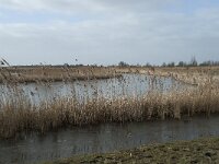 NL, Flevoland, Lelystad, Oostvaardersplassen 87, Saxifraga-Willem van Kruijsbergen