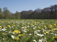 NL, Noord-Brabant, Alphen-Chaam, De Hoevens 35, Saxifraga-Willem van Kruijsbergen