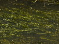 NL, Noord-Brabant, Hilvarenbeek, Spruitenstroompje 4, Saxifraga-Jan van der Straaten