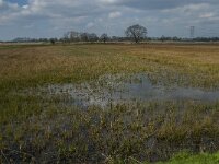 NL, Noord-Brabant, Oisterwijk, Kasteeldreef 2, Saxifraga-Jan van der Straaten