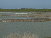 NL, Noord-Holland, Texel, Utopia 7, Saxifraga-Willem van Kruijsbergen