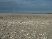 NL, Zuid-Holland, Westland, Ter Heijde 17, Saxifraga-Willem van Kruijsbergen