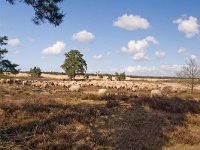 begrazing bij bos- en natuurbeheer  schonerbeker schaap