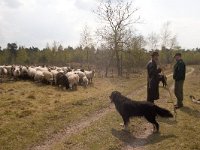 schaapskudde  Schoonebeeker schapen op het Beekhuizerzand : Stuifzand randbeheer