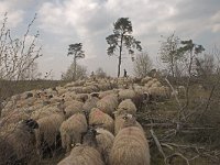schaapskudde  Schoonebeeker schapen op het Beekhuizerzand : Stuifzand randbeheer