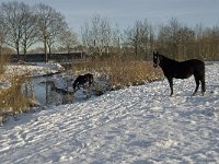 NL, Noord-Brabant, Boxtel, Smalwater 15, Saxifraga-Jan van der Straaten