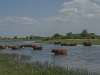 NL, Noord-Brabant, Steenbergen, Botkreek 10, Saxifraga-Jan van der Straaten