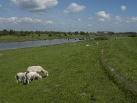NL, Noord-Brabant, Steenbergen, Dintelse Gorzen 16, Saxifraga-Jan van der Straaten