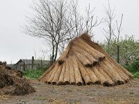 Reed cutting-Rietsnijden