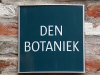 B, Antwerpen, Antwerpen, Botanische tuin 3, Saxifraga-Foto Fitis-Sytske Dijksen