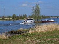 NL, Gelderland, Zaltbommel, Breemwaard 13, Saxifraga-Hans Boll