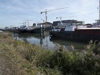 NL, Noord-Brabant, Altena, Biesboschhaven 1, Saxifraga-Willem van Kruijsbergen