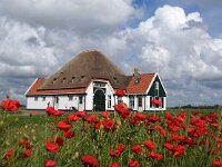 NL, Noord-Holland, Texel, Amaliaweg 1, Saxifraga-Foto Fitis-Sytske Dijksen