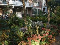 NL, Zuid-Holland, Rotterdam, Boezemsingel 1, Saxifraga-Foto Fitis-Sytske Dijksen