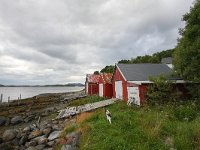 N, Nord-Trondelag, Flatanger, Lauvsnes 1, Saxifraga-Bart Vastenhouw