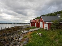 N, Nord-Trondelag, Flatanger, Lauvsnes 2, Saxifraga-Bart Vastenhouw