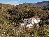 E, Malaga, Casabermeja 2, Saxifraga-Hans Dekker