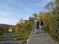 CZ, Praha, Praha 4, Saxifraga-Foto Fitis-Sytske Dijksen