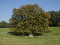 NL, Gelderland, Arnhem, Klarenbeek 12, Saxifraga-Jan van der Straaten