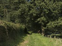 NL, Gelderland, Arnhem, Klarenbeek 8, Saxifraga-Marijke Verhagen