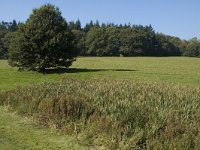 NL, Gelderland, Arnhem, Zijpendaal 3, Saxifraga-Marijke Verhagen