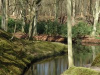 NL, Noord-Holland, Haarlem, Elswout 10, Saxifraga-Marijke Verhagen