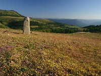 F, Lozere, Les Bondons 15, Saxifraga-Dirk Hilbers