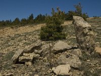 F, Lozere, Les Bondons 16, Saxifraga-Marijke Verhagen