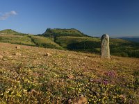 F, Lozere, Les Bondons 17, Saxifraga-Dirk Hilbers