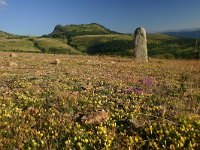 F, Lozere, Les Bondons 5, Saxifraga-Dirk Hilbers