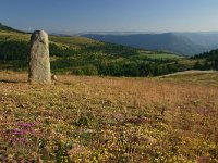 F, Lozere, Les Bondons 6, Saxifraga-Dirk Hilbers