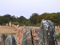 F, Morbihan, Carnac, Carnac 1, Saxifraga-Theo Verstrael