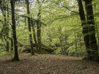 F, Nievre, Dun-les-Places, Dolmen Chevresse 7, Saxifraga-Willem van Kruijsbergen