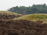 NL, Utrecht, Hilversum, dome tomb, Bussumse Heide 2, Saxifraga-Foto Fitis-Sytske Dijksen